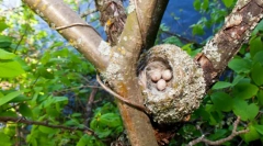 Finch (foto): malý pták-talisman rodinné štěstí